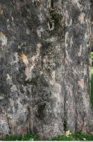 tree bark wood 0001